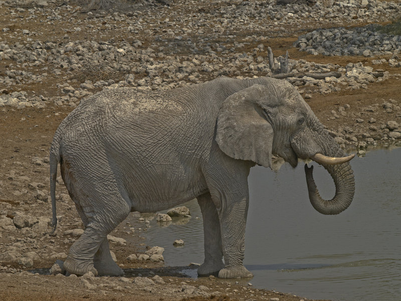 Okaukuejo, African Elephant